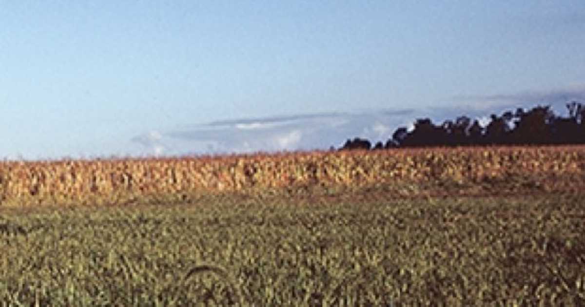 ニューエイジの旗手 ウィンダムヒル レコードを採用したクルマcmの名作